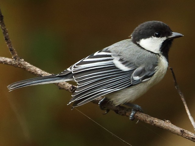Wings of the Wild - Birds at Katarniaghat Image
